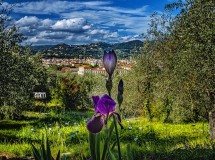 Firenze, l'Iris, il Cielo.....