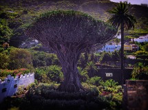 Tenerife, DRAGO MILENARIO, Icod de Los Vinos