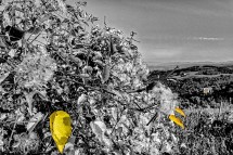Campagna Locale, Salvataggio del Territorio.....