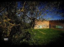 Montespertoli, Parco Urbano, Degrado e Olivi dimenticati....