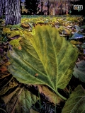 Autunno....