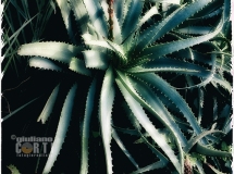 Aloe; Aloe Arborescens, fiori; piante; piante grasse; mare; ambiente; aria; sole; rosso, © Giuliano Corti Fotogiornalista