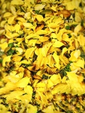 Autunno o Foliage....