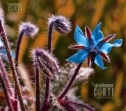 Borraco Officinalis