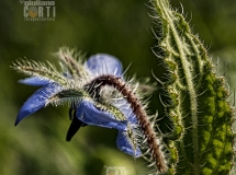 Borraco Officinalis, Fiori di campo