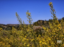 Campagna Toscana....Era solo una Settimana fa