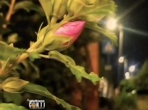Fiori nella Notte