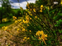 Montespertoli Territorio, Ginestre, Olivi e Cipressi...