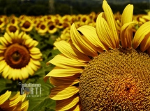 Girasoli