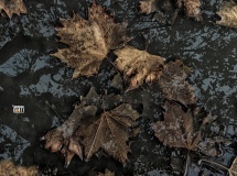 Il Ciclo della Natura, con ricordi di Gioventù.......