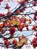 Magnolia in fiore
