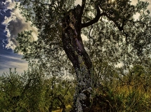 Olivi e Licheni