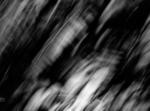 Felci-nel-Vento-DSCF0316-BN
