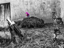 Un Fiore per.............Chi