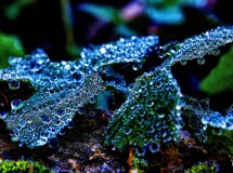 Perle mattutine, Gocce di natura